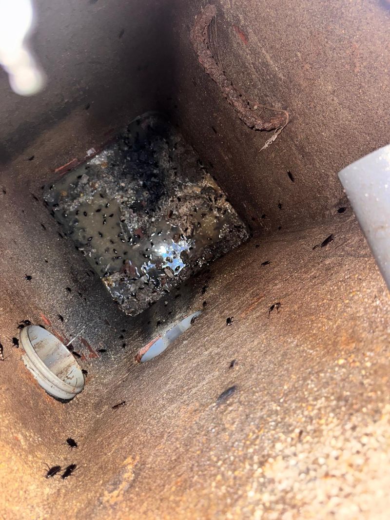 Arqueta de saneamiento con una infestación de cucaracha americana